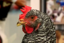 Abner's Famous Chicken Tenders TV Campaign